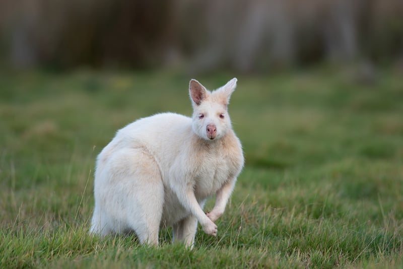 Mutant